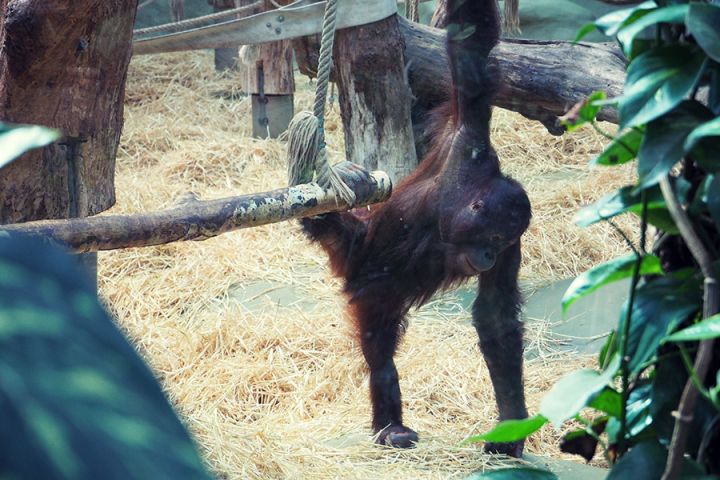 Kölner Zoo