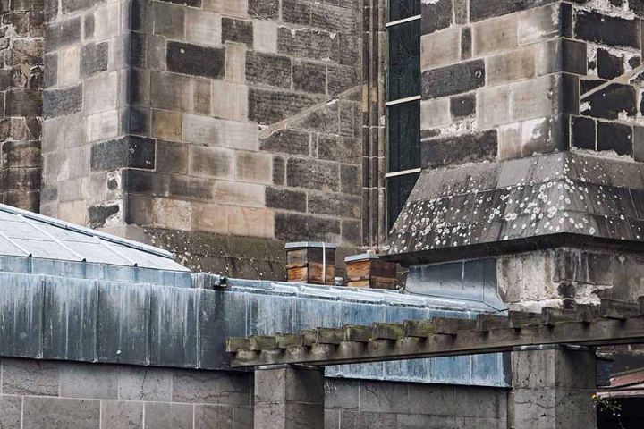 Dom in Köln Bienen