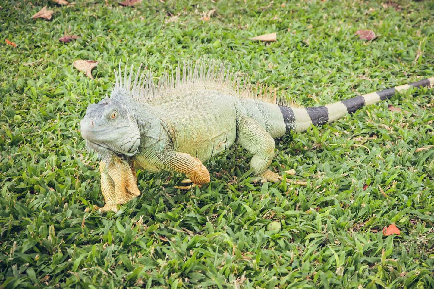 Costa Rica