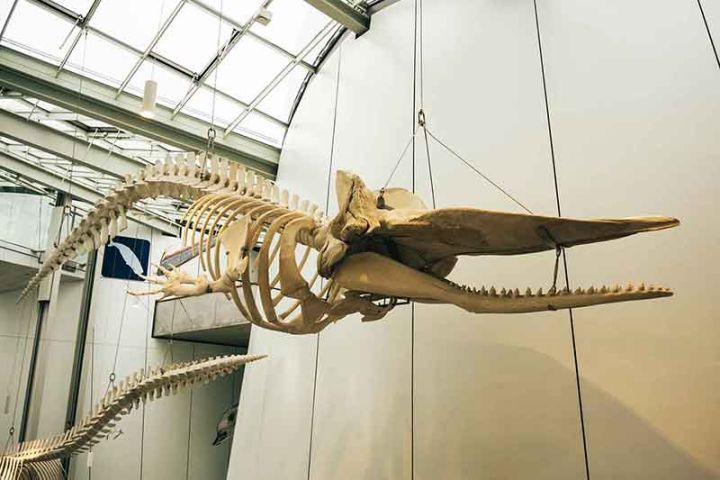 Ozeaneum Stralsund