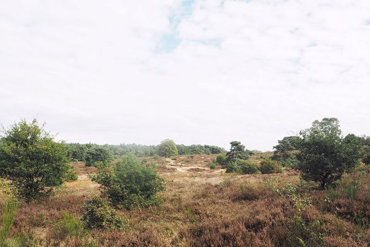Fahrradfahren im Veluwe Nationalpark Holland