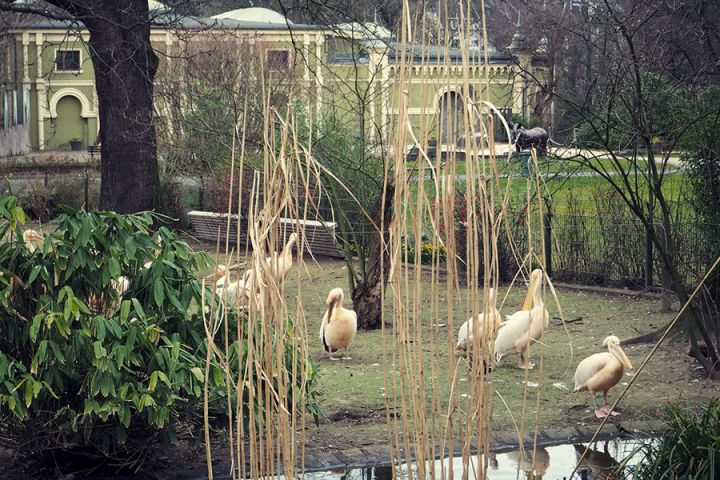 Kölner Zoo