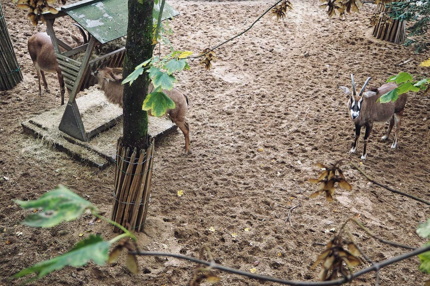 Safari im Burger´s Zoo