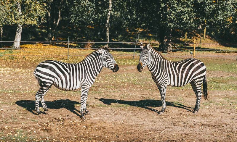 Beekse Bergen Niederlande Holland