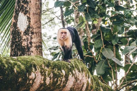 Costa Rica mit Kindern - Artenvielfalt in Nationalparks