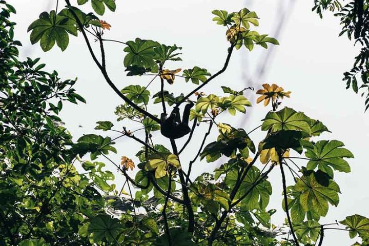 Faultier in Manuel Antonio