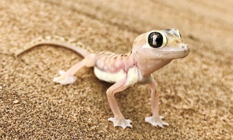 Living Desert Tour