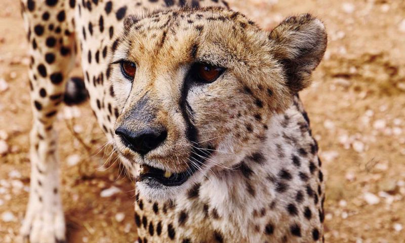 Gepard Namibia