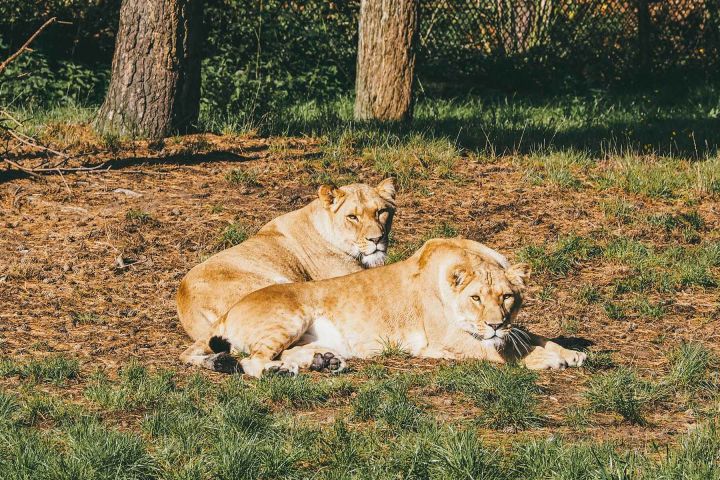 Im Safaripark Beekse Bergen