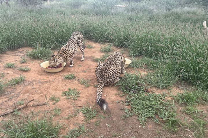Namibia mit Kindern Rundreise durch Afrika
