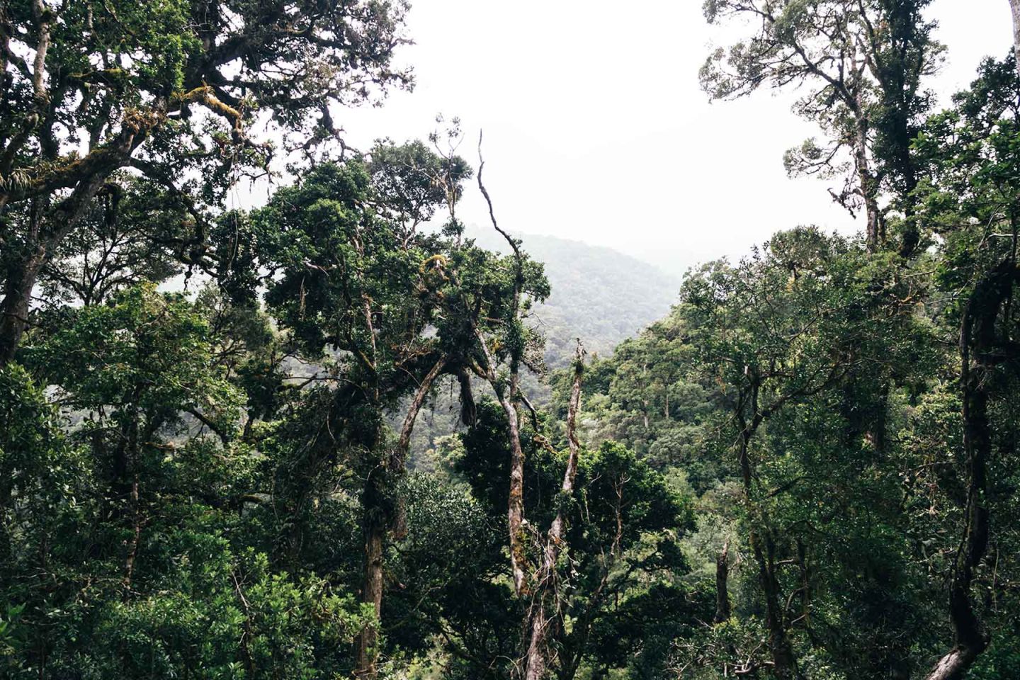 Im Nebelwald Costa Rica