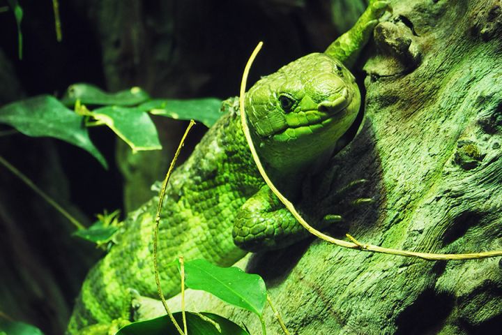Kölner Zoo