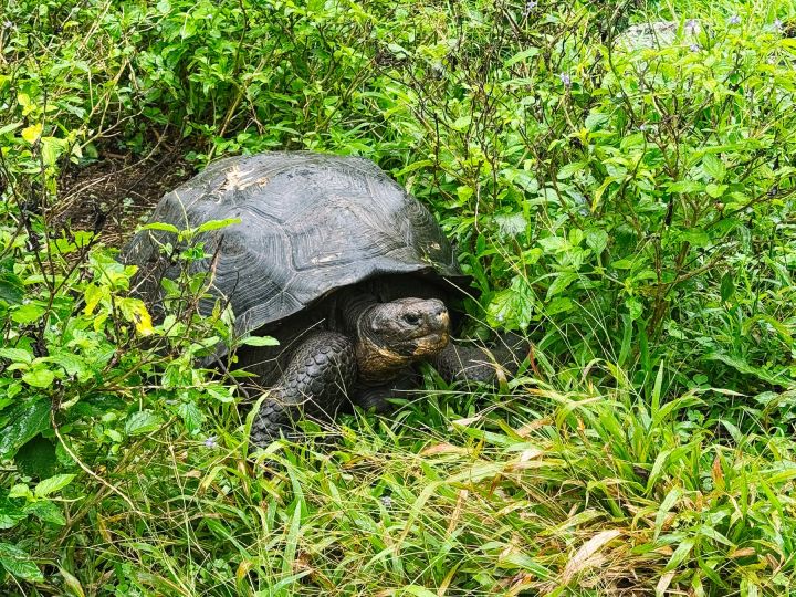 Galapagos Inseln in Ecuador mit Kindern: Rundreise in Südamerika