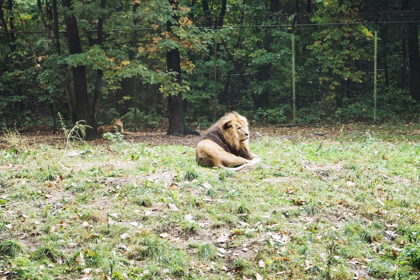 Löwen im Burger´s Zoo Arnheim