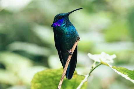 Costa Rica mit Kindern mit Kolibri