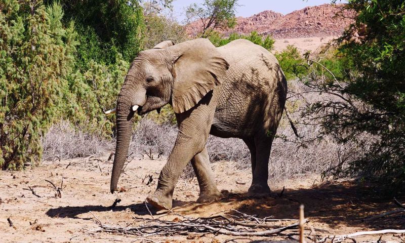 Living Desert Tour