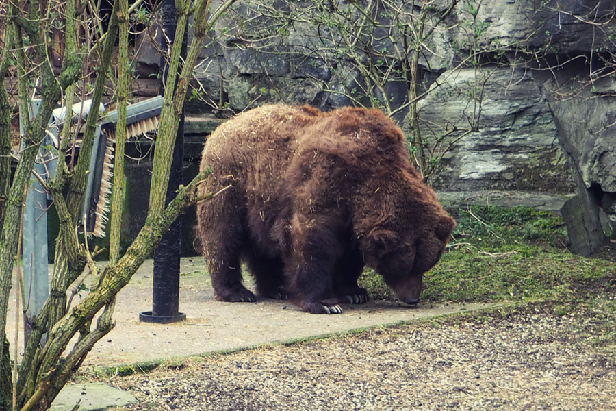 Kölner Zoo Grizzly