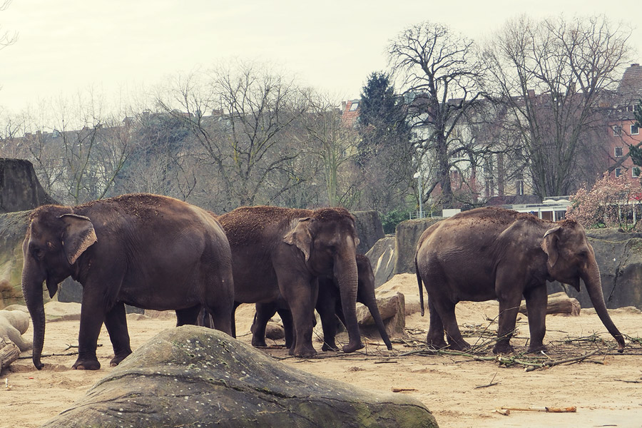 Kölner Zoo
