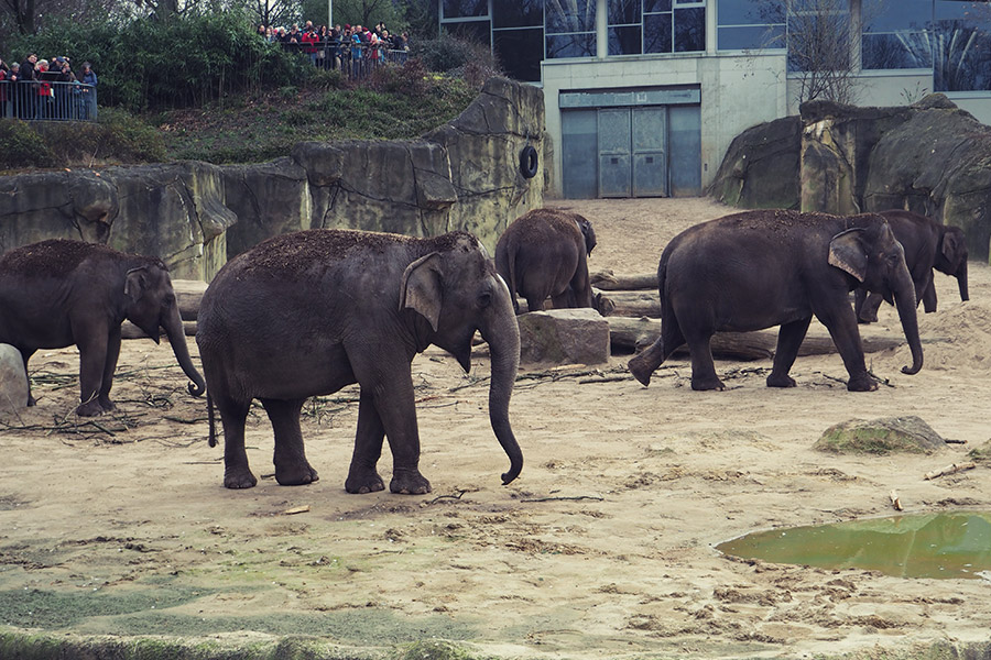 Kölner Zoo