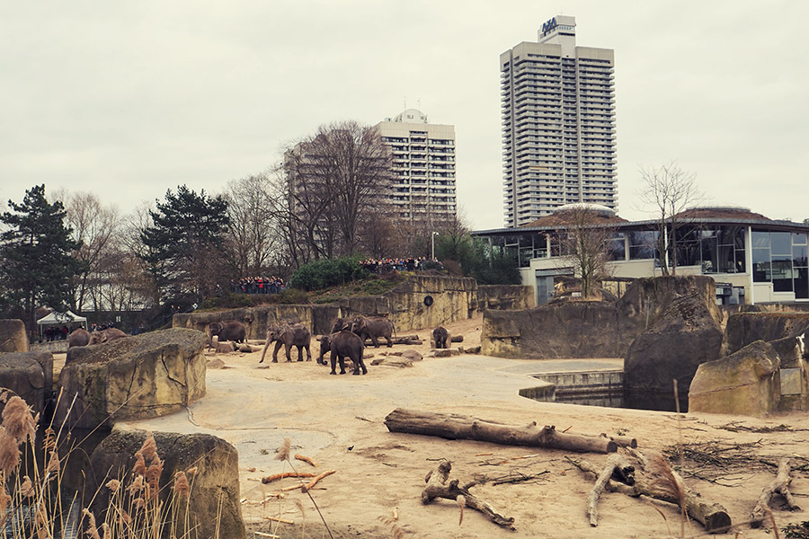 Trampeltiere im Kölner Zoo