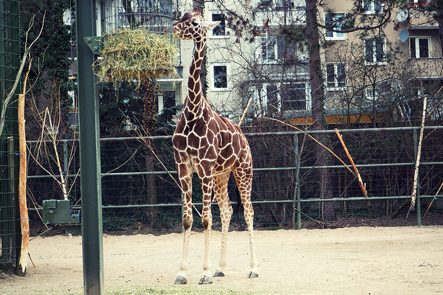 Kölner Zoo