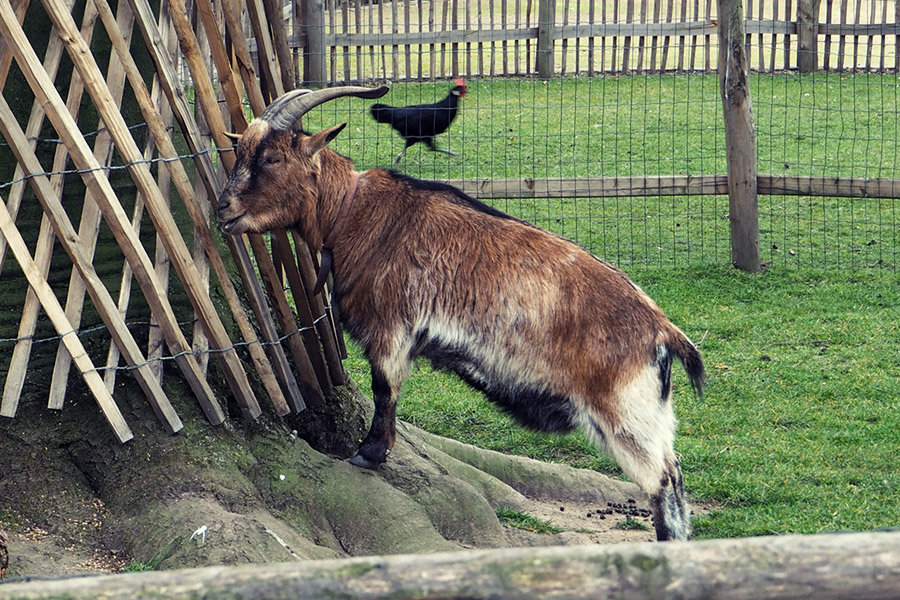 Kölner Zoo