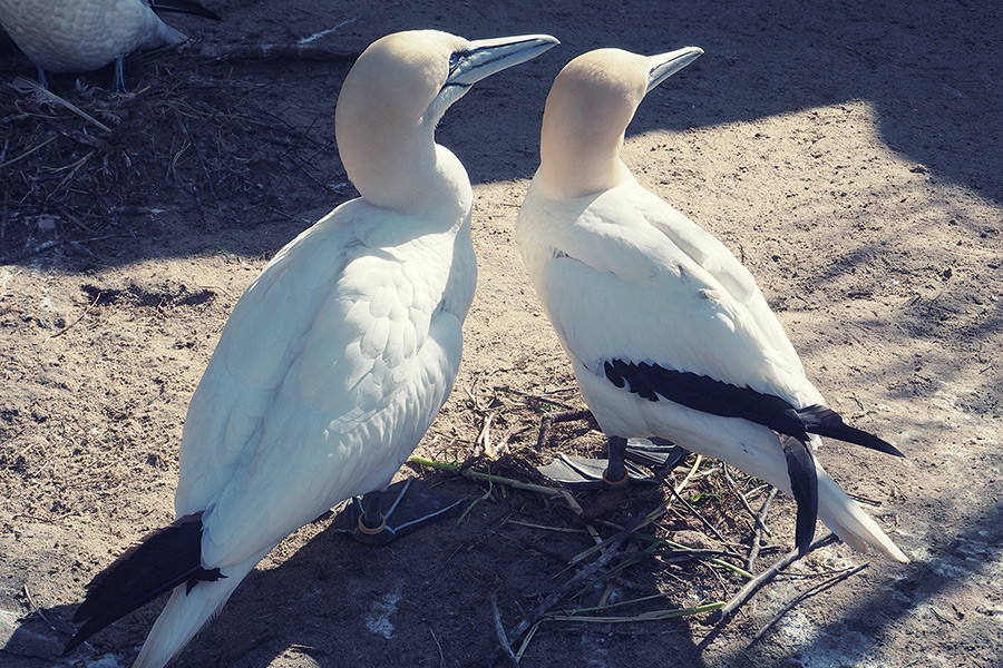 Bremerhaven Zoo am Meer