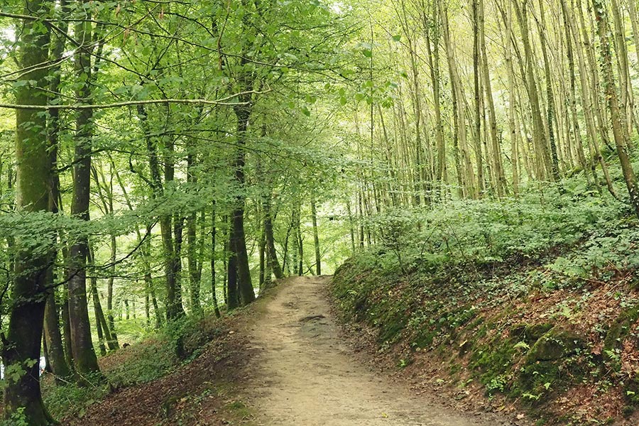 Mullerthal Trail Luxemburg