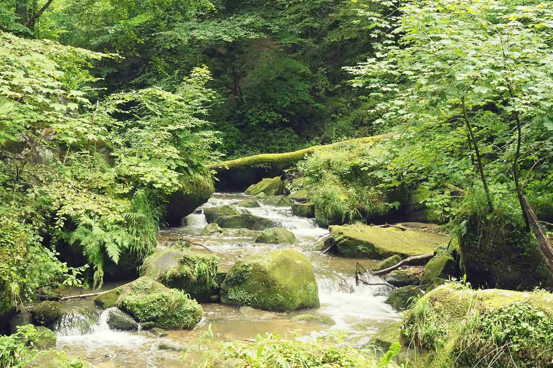 Mullerthal Trail Luxemburg