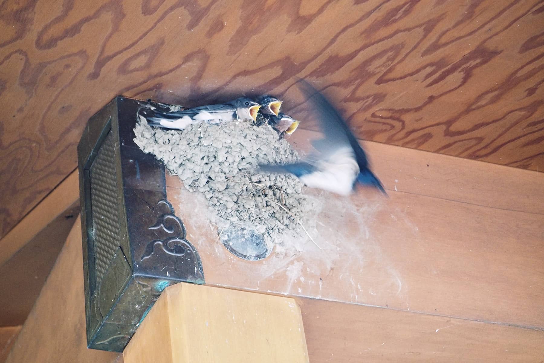 Japan mit Kindern Schwalben