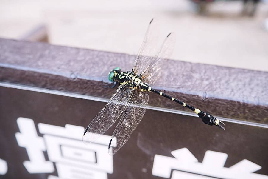 Tiere in Japan Libelle