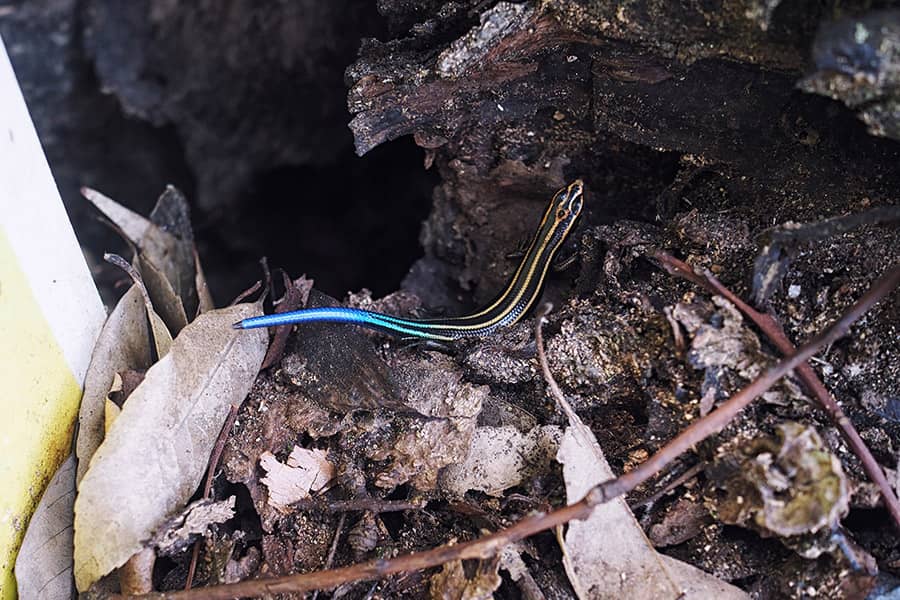 Tiere in Japan Eidechse