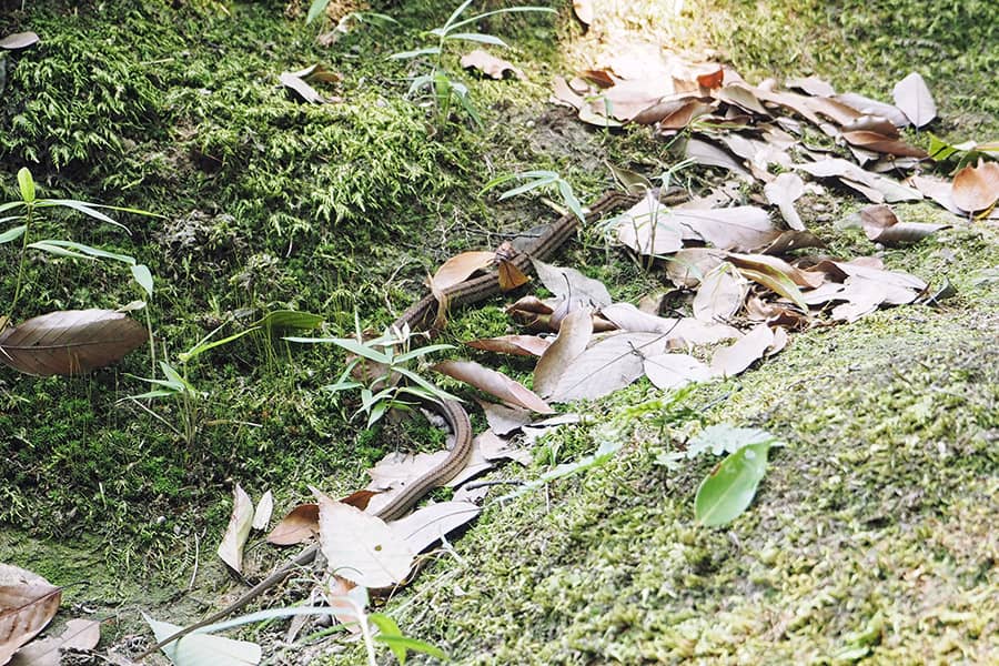 Tiere in Japan Schlange