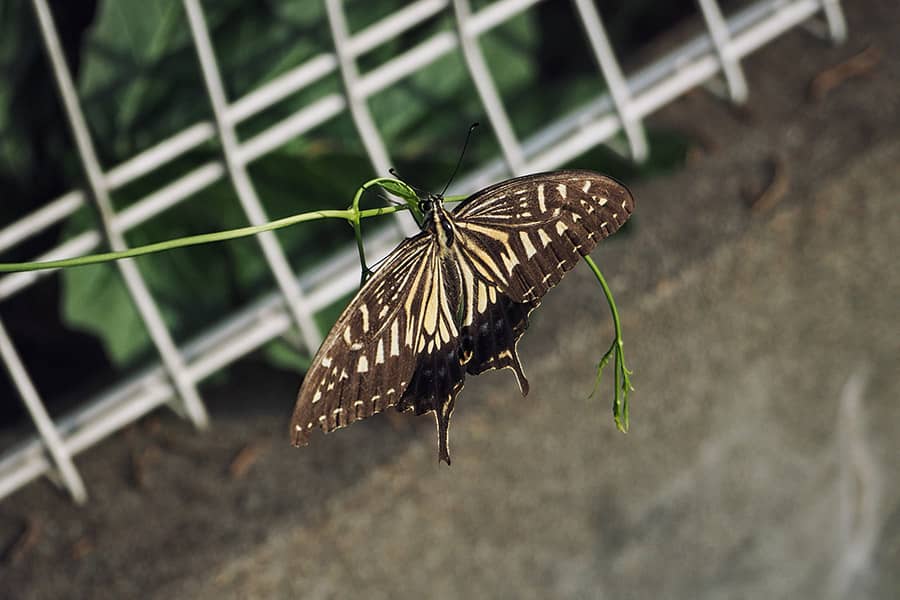 Tiere in Japan Schmetterling