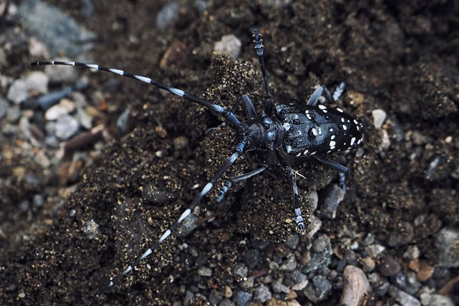 Tiere in Japan Käfer