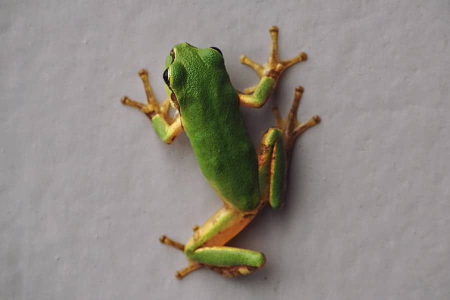 Tiere in Japan Frosch