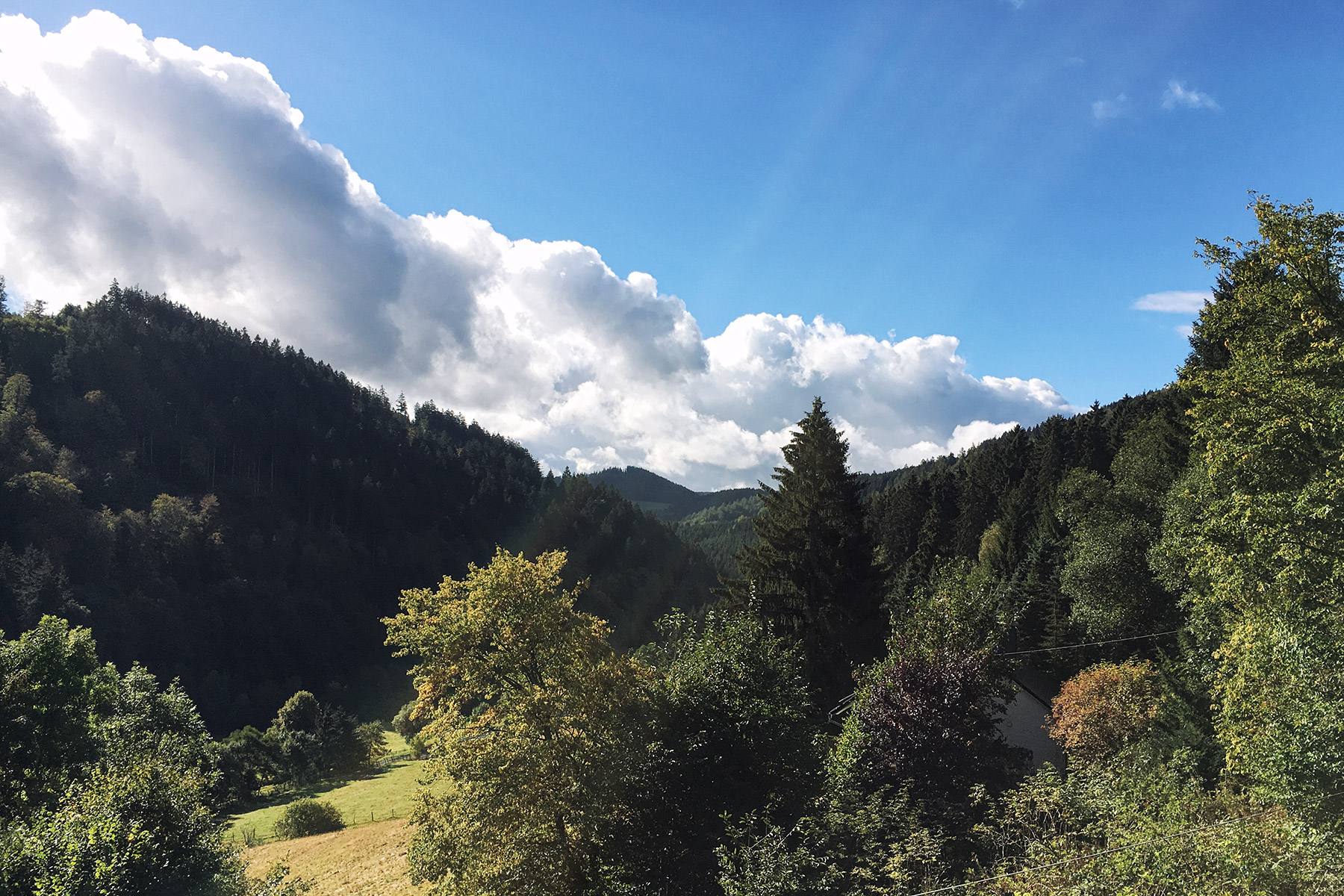 Im Wald bei Willingen im Sauerland