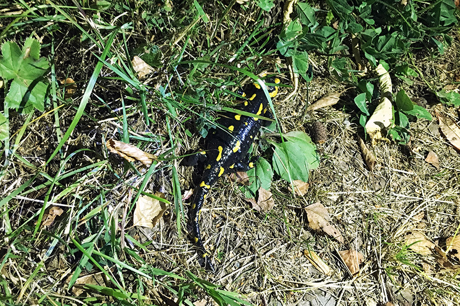 Feuersalamander im Sauerland