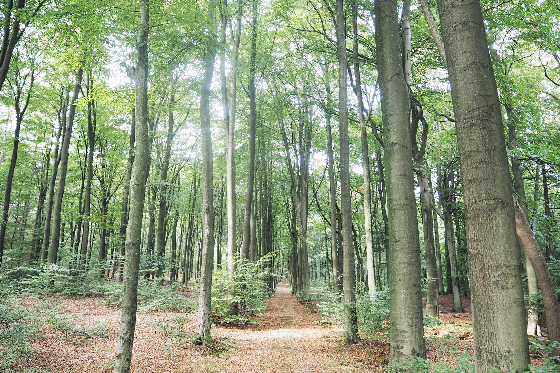 Kasteel Rosendael Arnheim