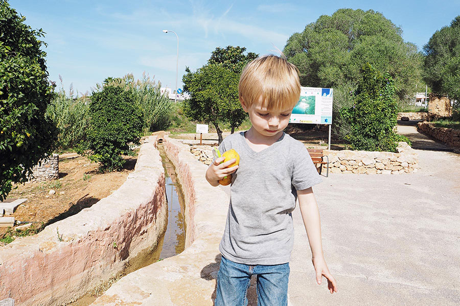 Mato mit Zitrone aus dem Garten der Mühle Can Planetes