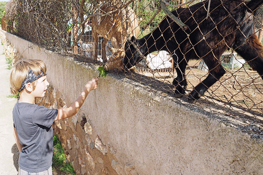 Ziegen füttern in Santa Eulalia