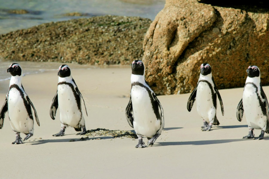 Pinguine am Boulders Beach in Südafrika