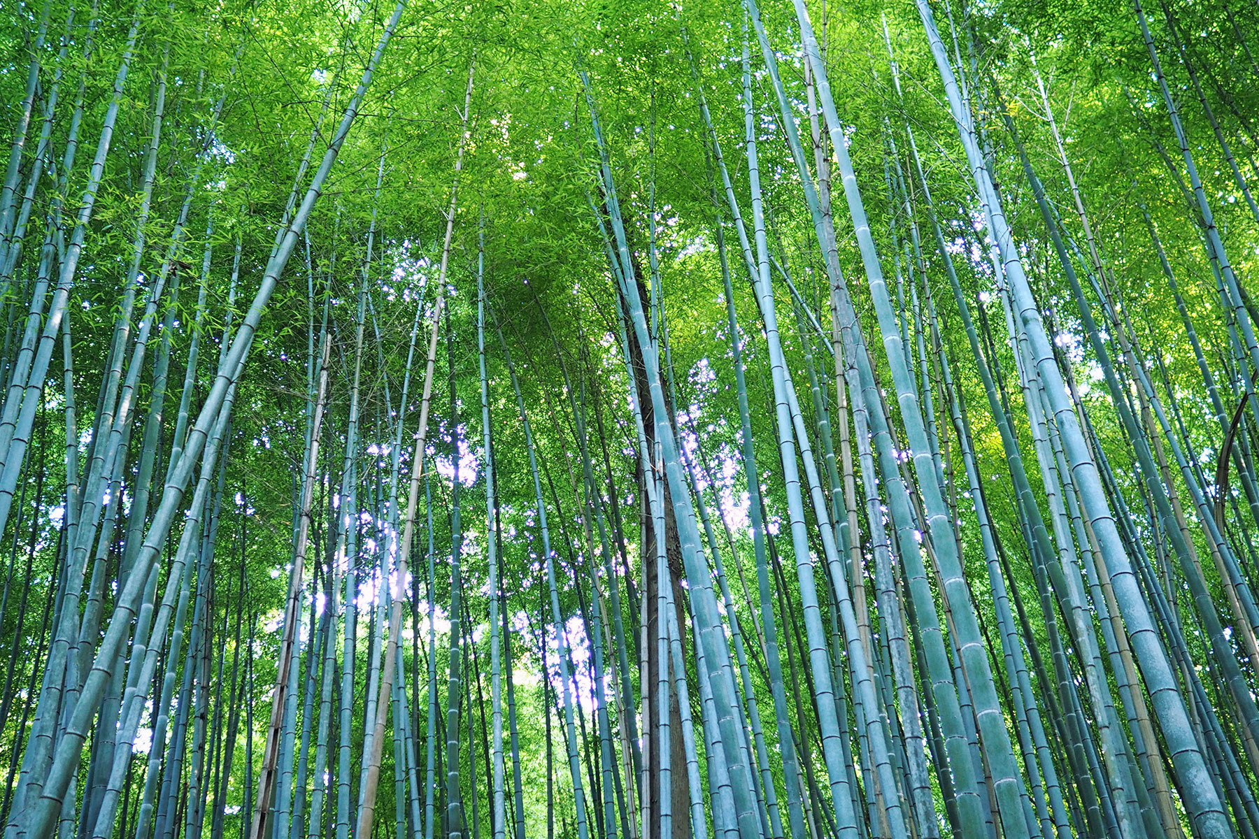 Bambuswald in Kyoto Arashiyama