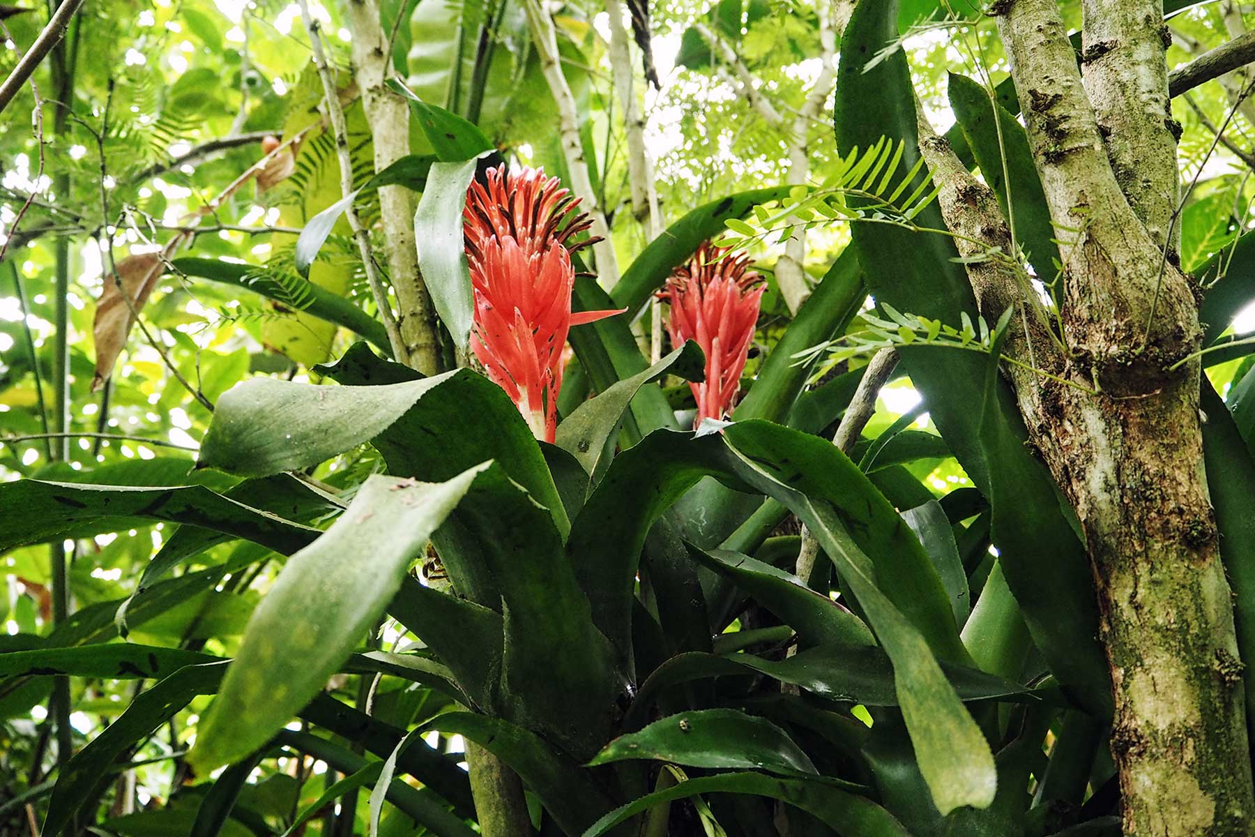 Dschungel im Burger´s Zoo