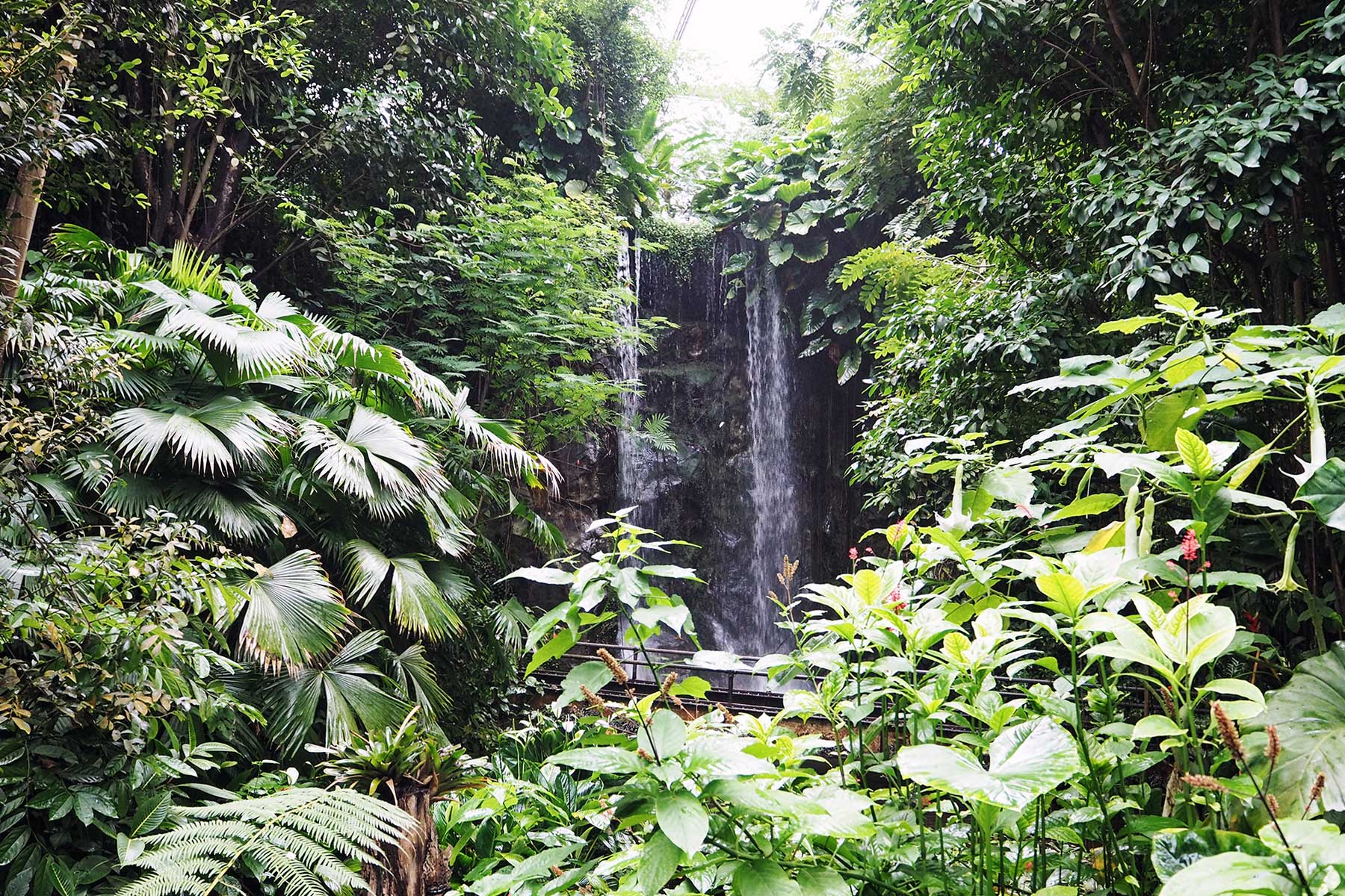 Bush im Burger´s Zoo Arnheim