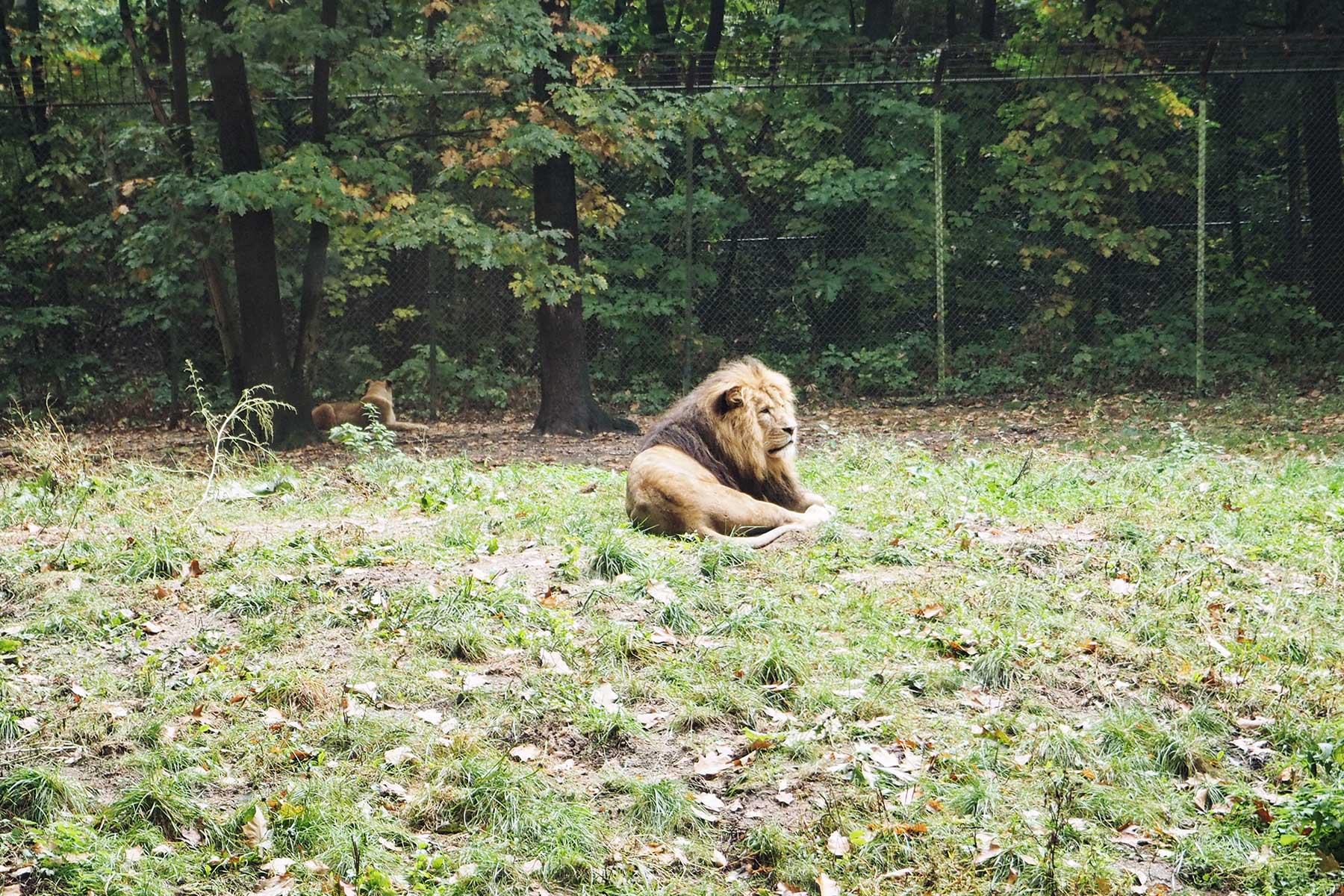 Löwen im Burger´s Zoo Arnheim