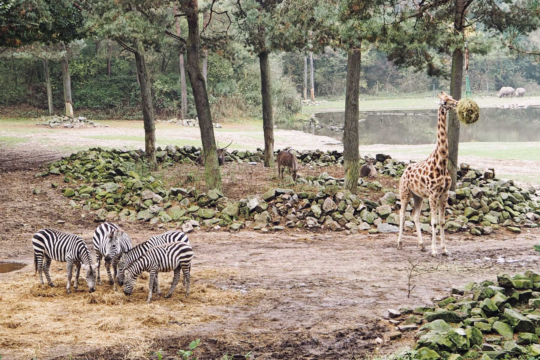Burger´s Zoo Safari