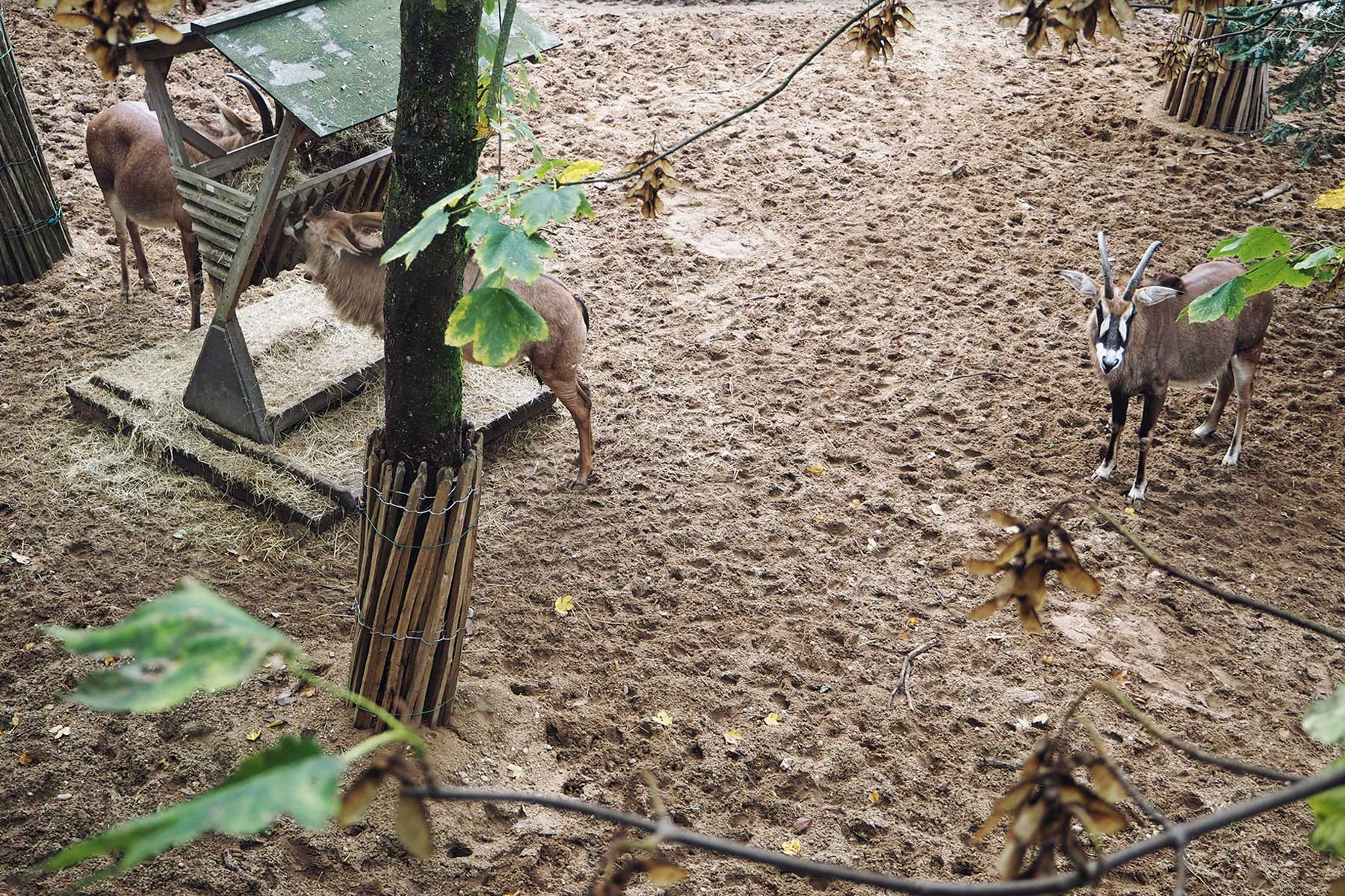 Safari im Burger´s Zoo