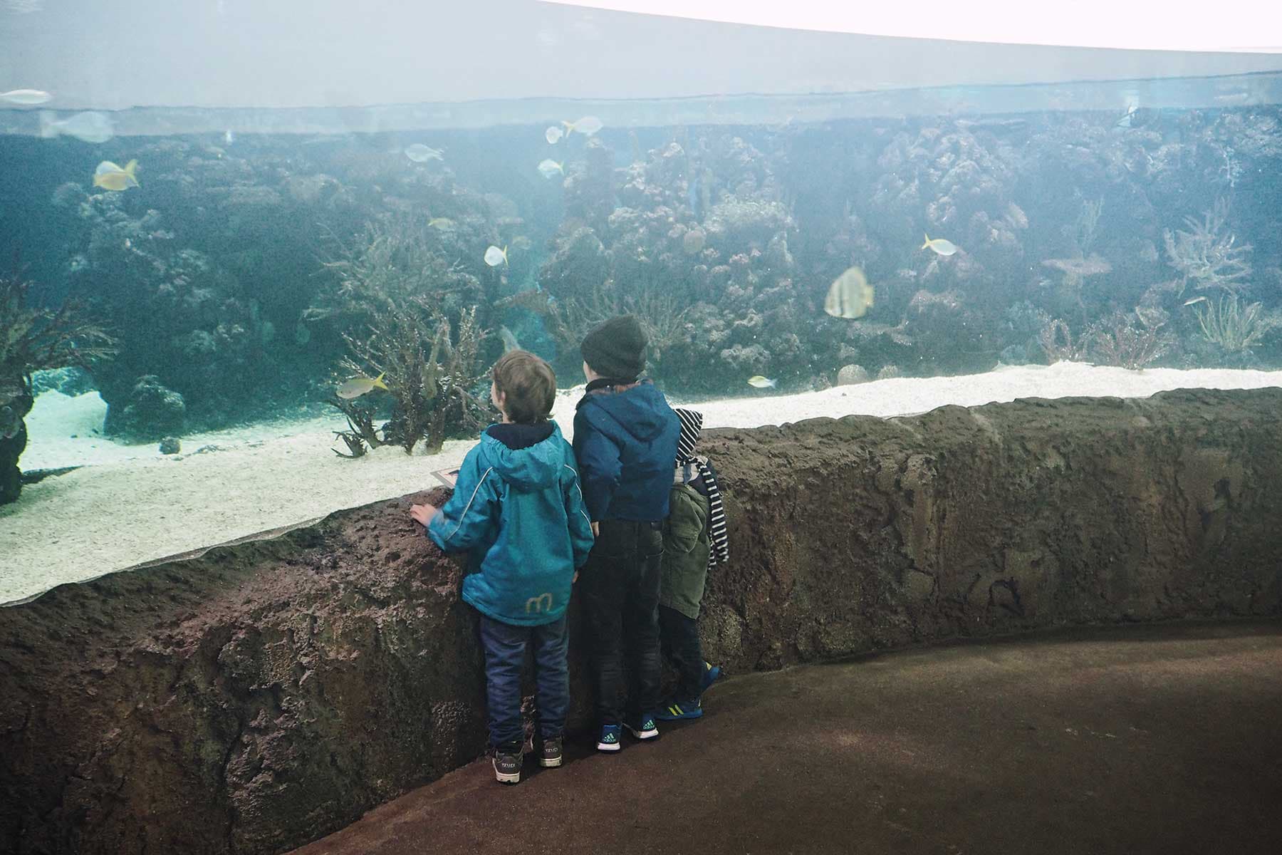 Aquarium im Burger´s Zoo