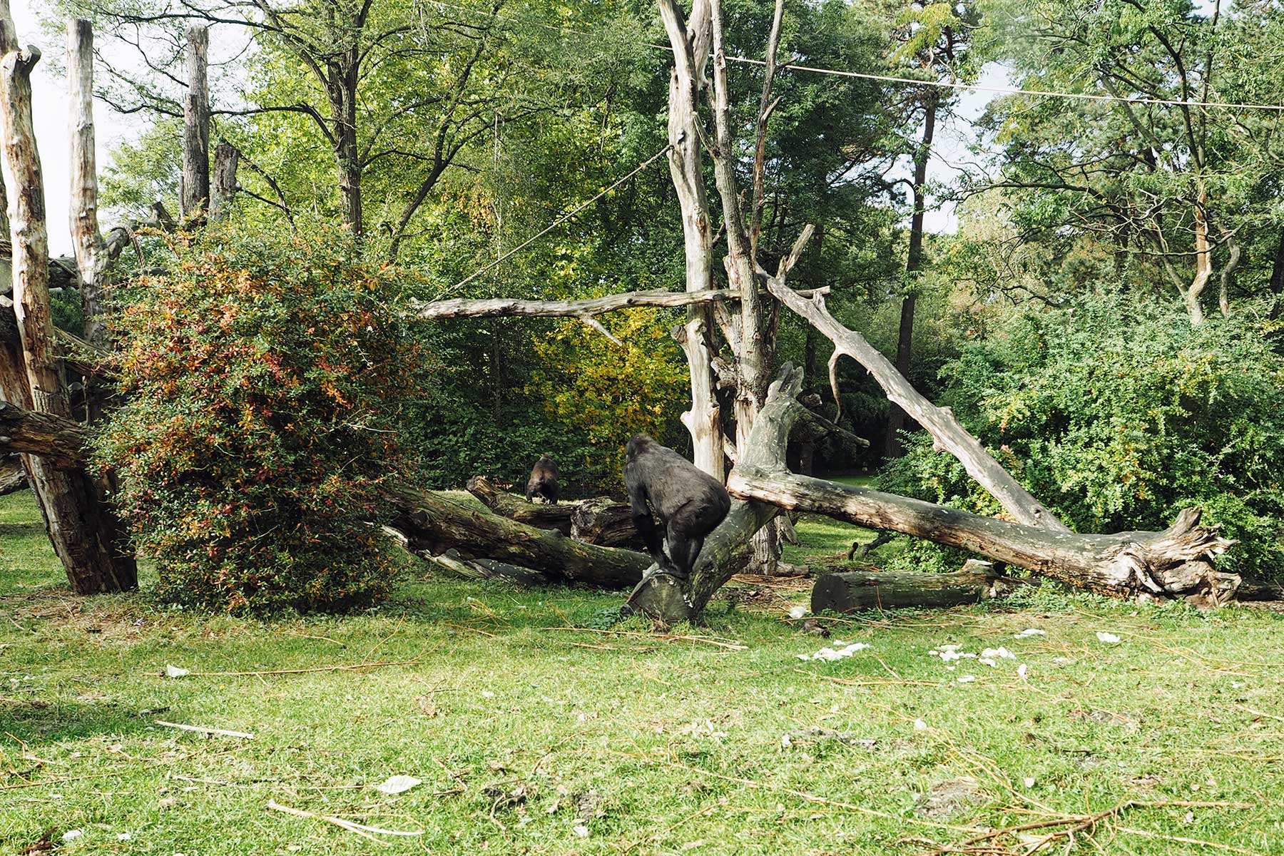 Gorilla im Burger´s Zoo